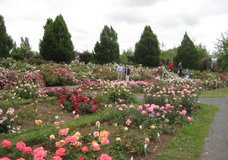 IMG_0244 Rosarium