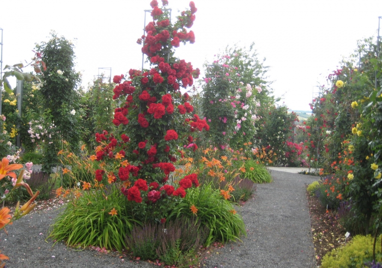 IMG_0286 Rosarium