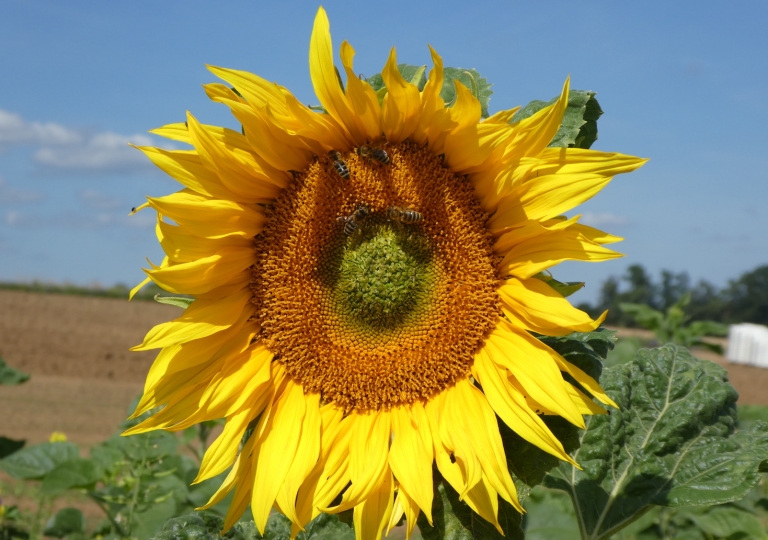 blüh_19_0710_3