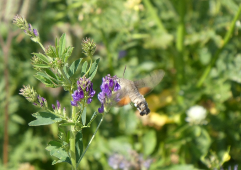 blüh_19_0710_5