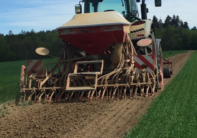 Blühstreifen 2019
