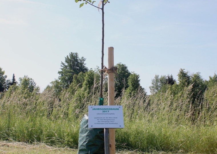 jaba17_baum1