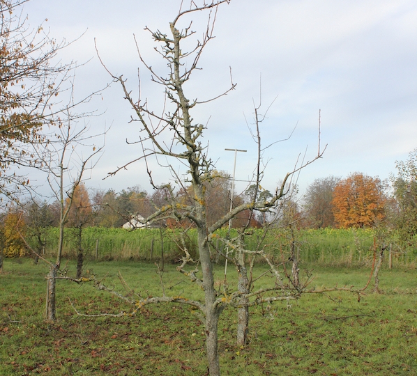 obstschnitt19_14n
