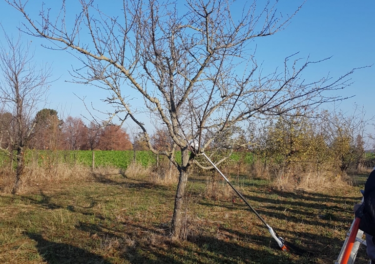 Obstbaumschnittkurs 2018