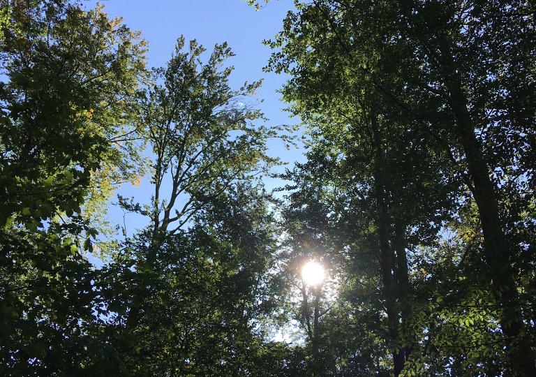 Waldtage 2019