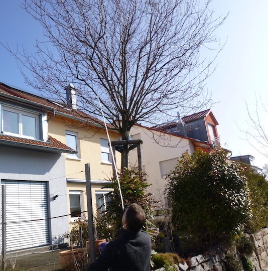 zierschnitt_1803